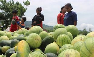 MENYERBU BUAH SEMANGKA