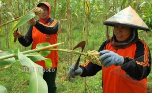 BUDIDAYA SORGHUM : Petani di Bantul Sulit Kendalikan Serangan Burung