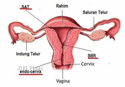 Sovet talabalar porno
