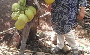 Ada Pohon Kelapa Kerdil di Logandeng