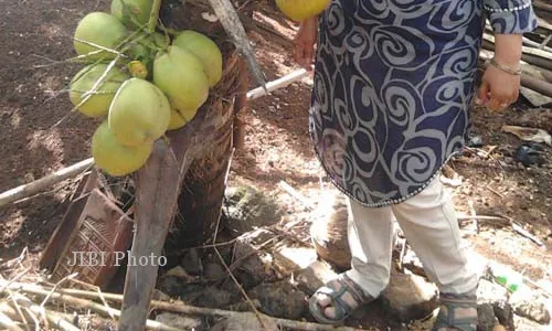 Ada Pohon Kelapa Kerdil di Logandeng