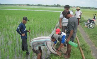 Tikus Mengganas, Disnakkan Karanganyar Minta Petani Kembali Gropyokan