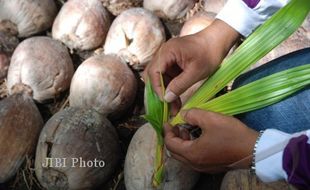 BANTUAN BIBIT KELAPA : Petani Sidowayah Akhirnya Sumringah