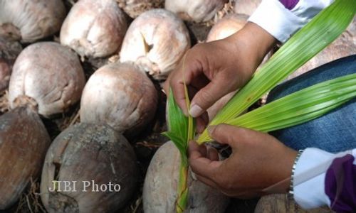 BANTUAN BIBIT KELAPA : Petani Sidowayah Akhirnya Sumringah