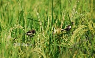 Padi Diserang Burung pipit, Petani Panen Lebih Awal