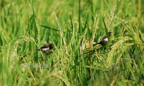 Burung Emprit Serbu Padi Jelang Panen di Ngadirojo Wonogiri