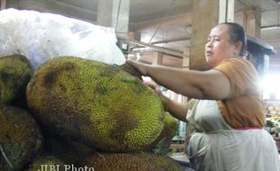 PERTANIAN GUNUNGKIDUL : Siapkan Bahan Baku Gudeg, Hutan Sodong Ditanami Nangka