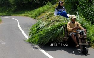 Rumput Terkena Debu, Sapi Malas Makan