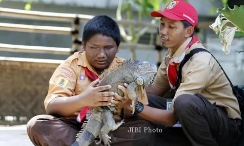 BERINTERAKSI DENGAN IGUANA