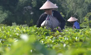 WISATA KARANGANYAR : Yuk, Weekend Menikmati Hamparan Kebun Teh Kemuning