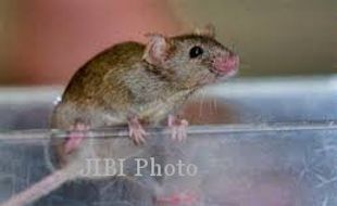 Dinkes Klaten Prediksi Jumlah Penderita Leptospirosis Meningkat