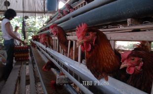 Peternakan Ayam di Pesisir Gunungkidul Tak Berizin