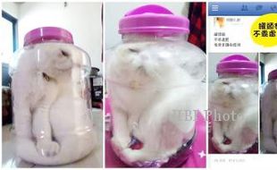 Masukkan Kucing dalam Toples, Gadis Ini Terancam Dibui