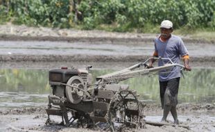 MENGOLAH SAWAH