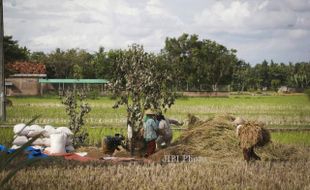 Harga Beras Naik, Petani Gunungkidul Pilih Simpan Hasil Panen untuk Kebutuhan Sendiri