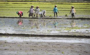 Ini Dampaknya Jika Petani Melanggar Pola Tanam