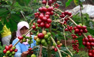 FOTO PERKEBUNAN KOPI : Harga Kopi Naik