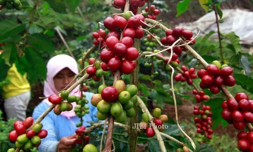 PRODUKSI KOPI JAWA TENGAH : Eksportir Kopi Prediksi Produksi Jateng Bakal Meningkat 