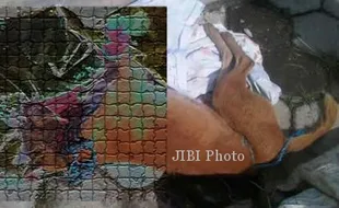 HEWAN MISTERIUS WONOGIRI : Dianggap Binatang Jadi-Jadian, Anjing Ini Dihajar Sampai Mati 