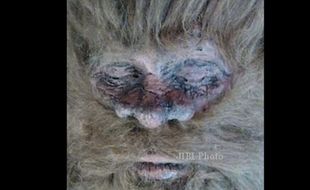 KISAH MISTERIUS : Pria Texas Mengaku Bunuh Bigfoot