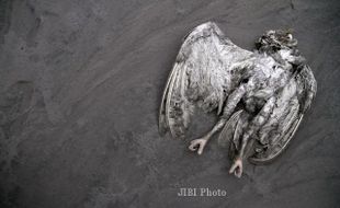 FOTO BURUNG MATI : Burung Mati Terkena Abu Vulkanik Gunung Sinabung