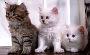 HEWAN PELIHARAAN : Inilah Kucing Terfavorit Tahun 2013