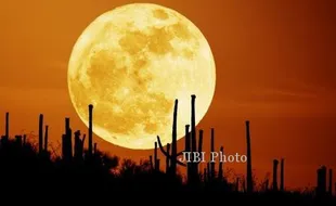 FENOMENA SUPERMOON : Supermoon Malam Ini Dilanjutkan Hujan Meteor! 