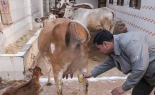 Obati Kanker, Warga India minum Kencing Sapi Perawan