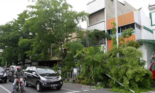 FOTO POHON TUMBANG : Tumbang Karena Lapuk