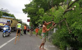 FOTO POHON AMBRUK : Memotong Dahan Pohon