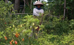 KISAH PETANI CABAI : Merawat Tanaman Cabai Lebih Pedas dari Rasanya