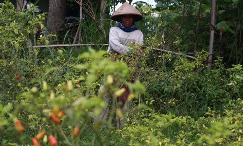 KISAH PETANI CABAI : Merawat Tanaman Cabai Lebih Pedas dari Rasanya