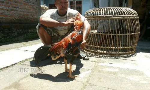 Ayam Berkaki Tiga Ini Dihargai Rp3,5 Juta