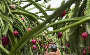 FOTO BUAH NAGA : Panen Buah Naga