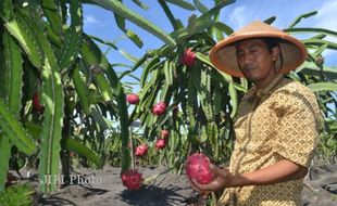 DAMPAK EL-NINO : Masa Panen Buah Naga Mundur Sebulan