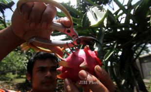 FOTO TAHUN BARU IMLEK : Memanen Buah Naga 