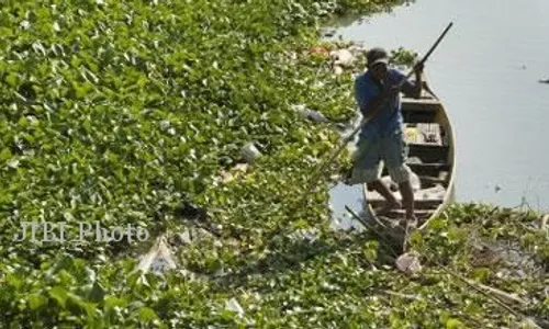 Tirtorahayu Kewalahan Bersihkan Eceng Gondok