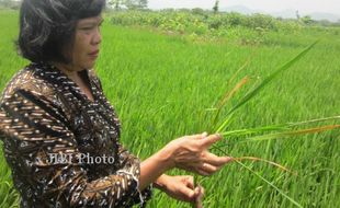 Hama Kresek Menyerang Tanaman Padi di Wates