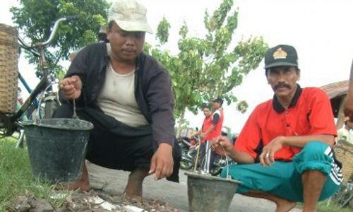 SERANGAN HAMA : Belasan Hektare Sawah Terserang Tikus