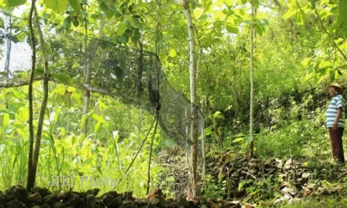 SERANGAN KERA : Kera Merapi Serbu Permukiman di Selo dan Cepogo