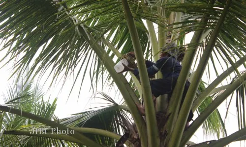 Perajin Gula Kelapa Khawatirkan Generasi Penderes