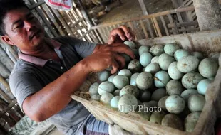 FOTO TELUR BEBEK : Menata Telur Bebek