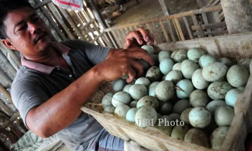 FOTO TELUR BEBEK : Menata Telur Bebek