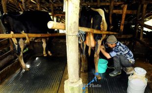 Ada Usaha Susu Sapi Perah di Lereng Merapi, Berharap Izin Usaha