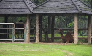 FOTO PENUTUPAN OPERASIONAL : Untuk Meningkatkan  Kesejahteraan Satwa