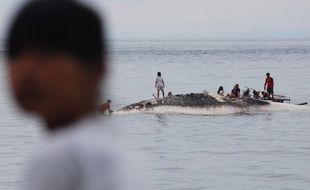 FOTO BANGKAI IKAN PAUS : Ditemukan Nelayan 