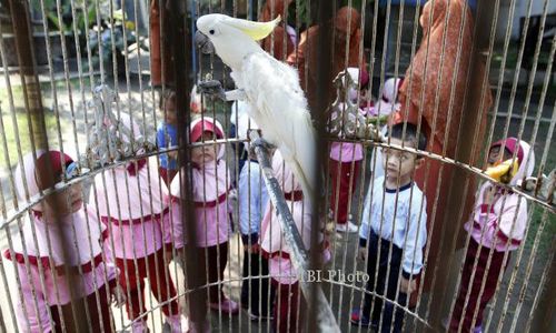 FOTO MENGENAL BINATANG : Melihat Burung Kakak Tua 