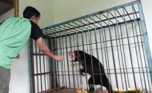 FOTO BERUANG MADU : Beruang Dikarantina di TSTJ