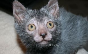 Breeder AS Kembangkan Kucing Mirip Serigala