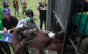 FOTO ORANG UTAN TSTJ : Dipindahkan